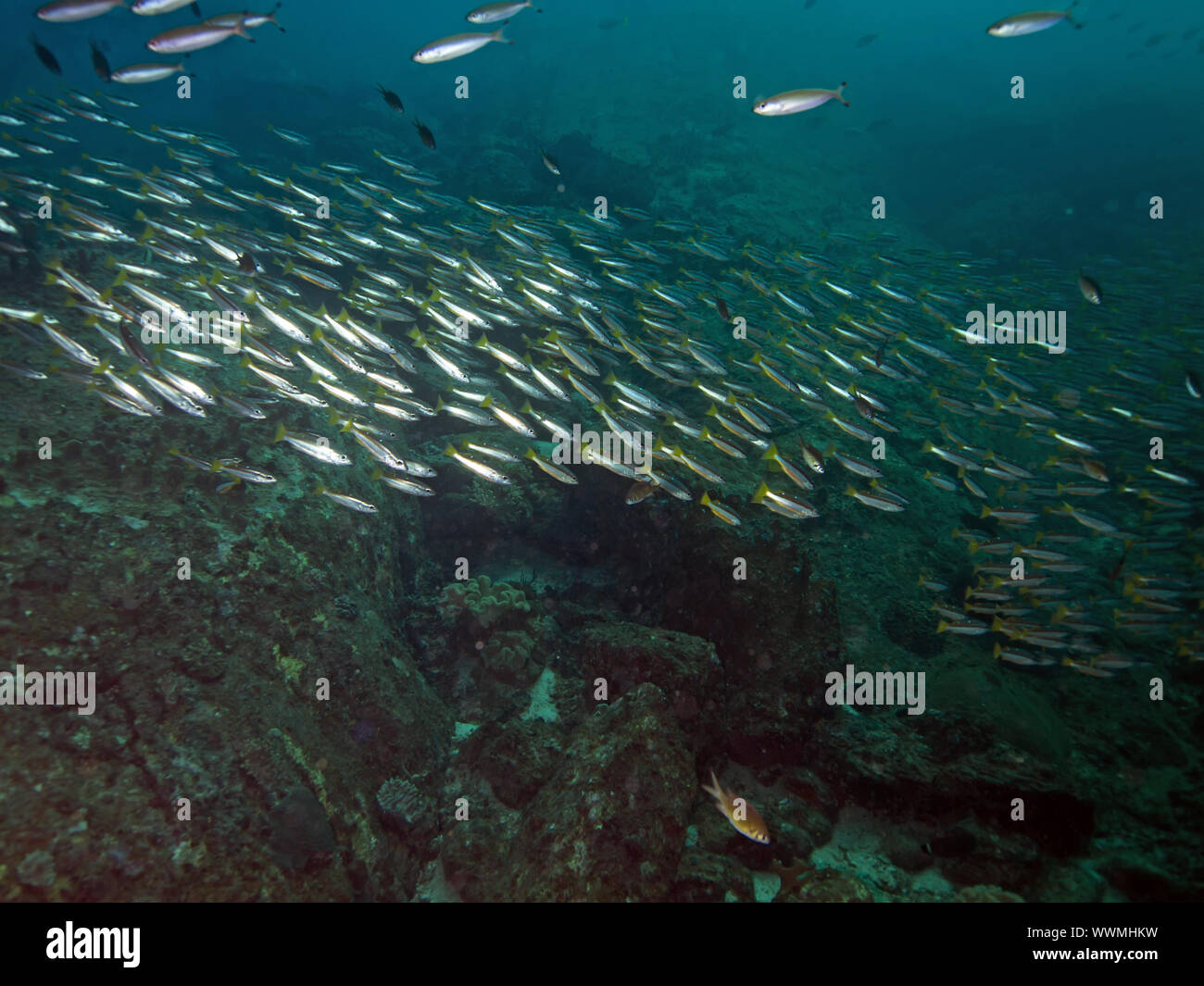 Schnapperfische (Lutjanus biguttatus) Stockfoto