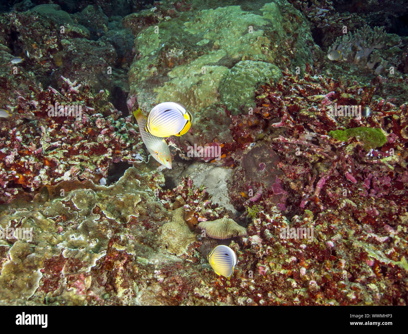 Indische Rippen-Falterfische (Chaetodon Trifasciatus) Stockfoto