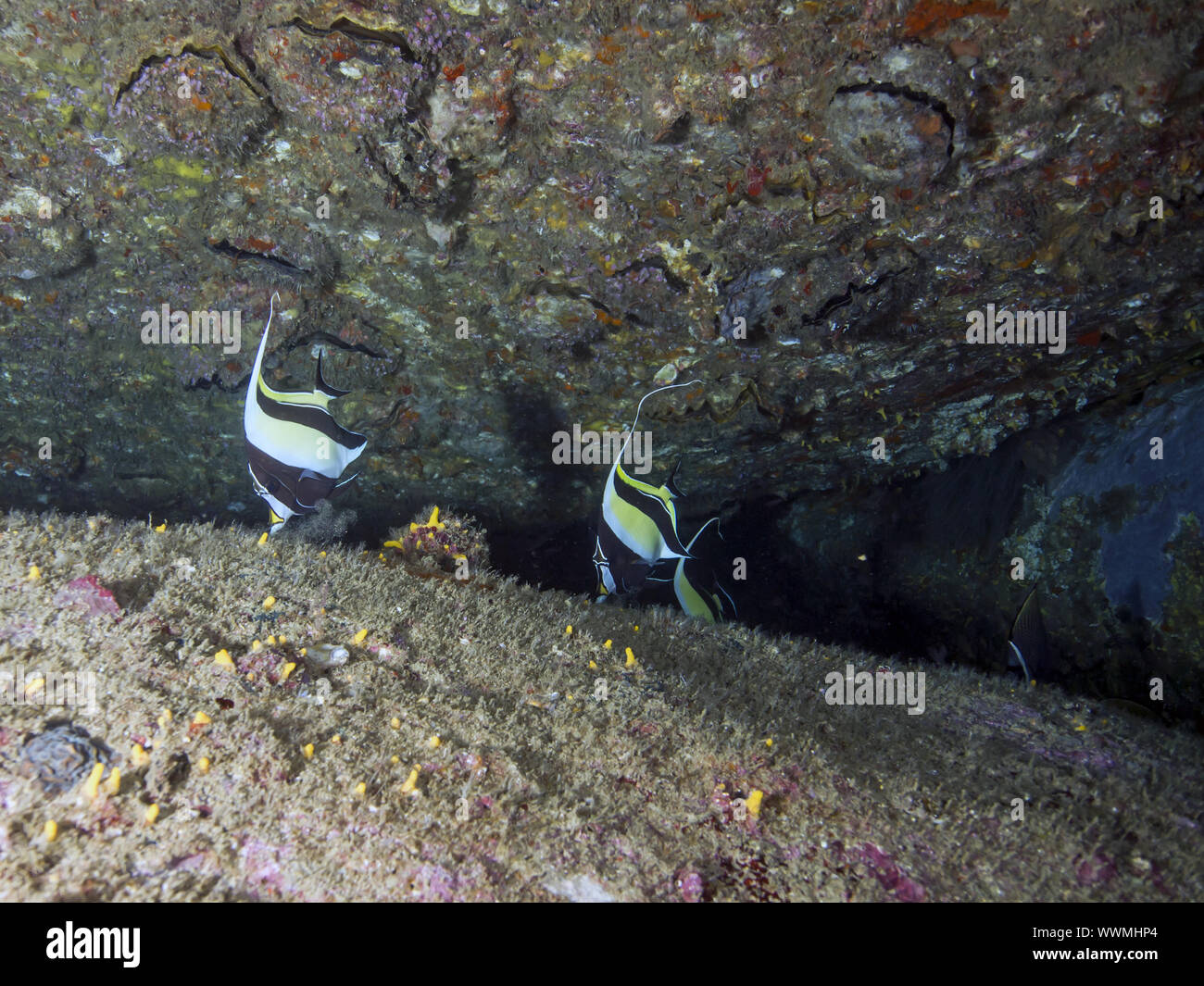 (Gemeiner Wimpelfisch Heniochus Acuminatus) Stockfoto