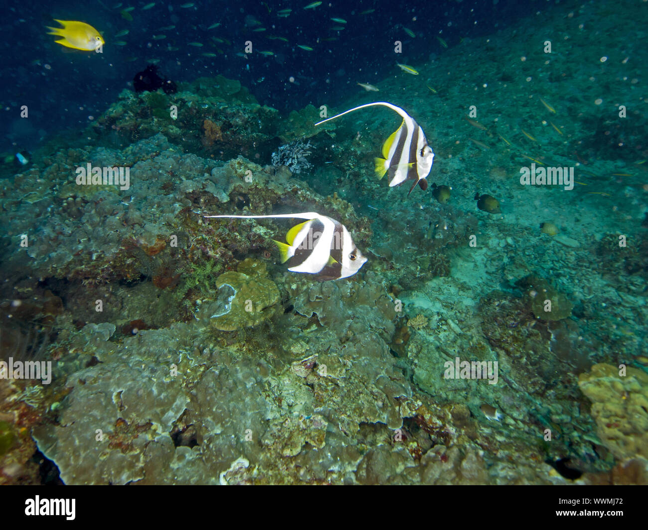 Wimpel coralfish Stockfoto