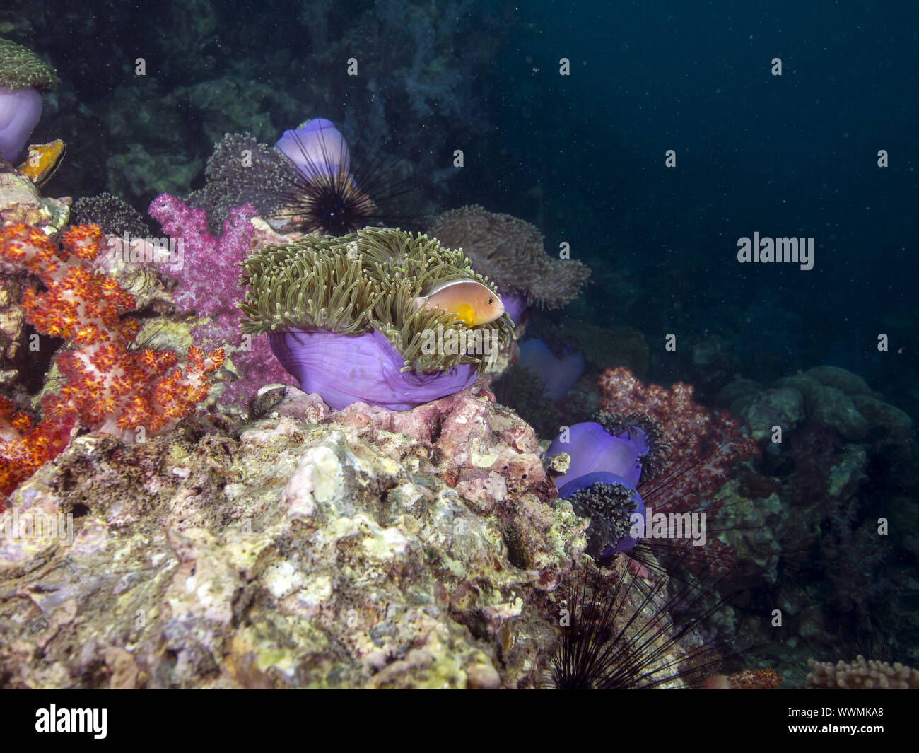 (Nosestripe anemonenfischen Amphiprion akallopisos) Stockfoto