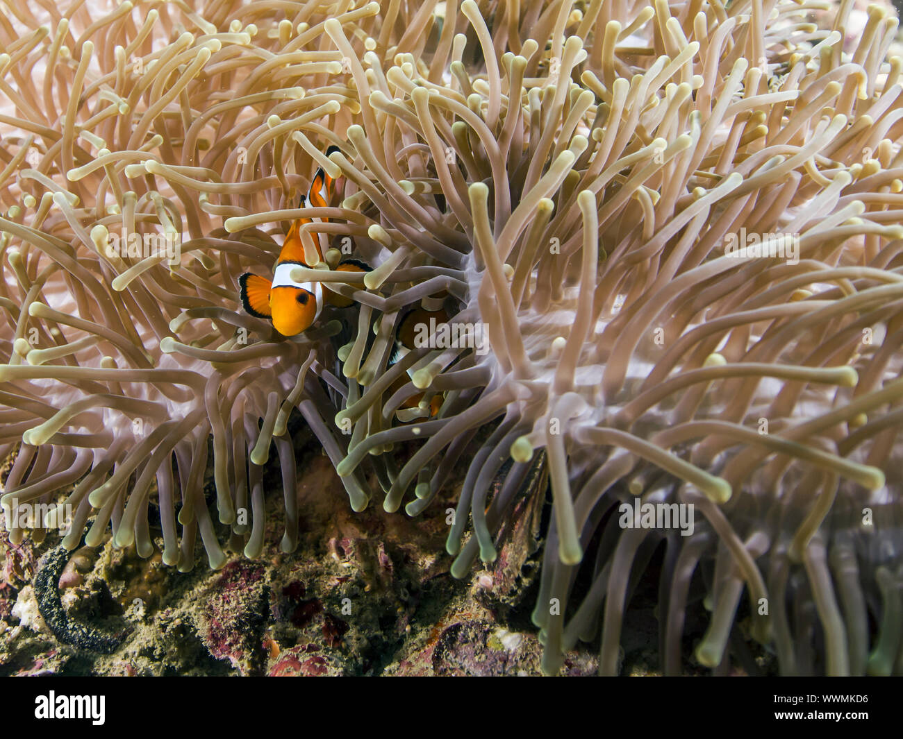 Ocellaris Clownfisch Stockfoto