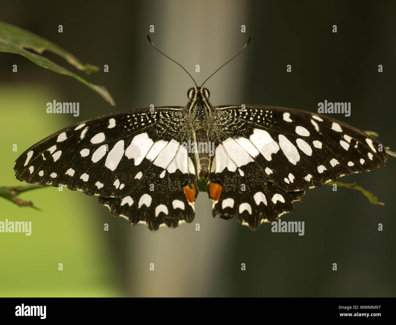 Kalk Schmetterling Stockfoto