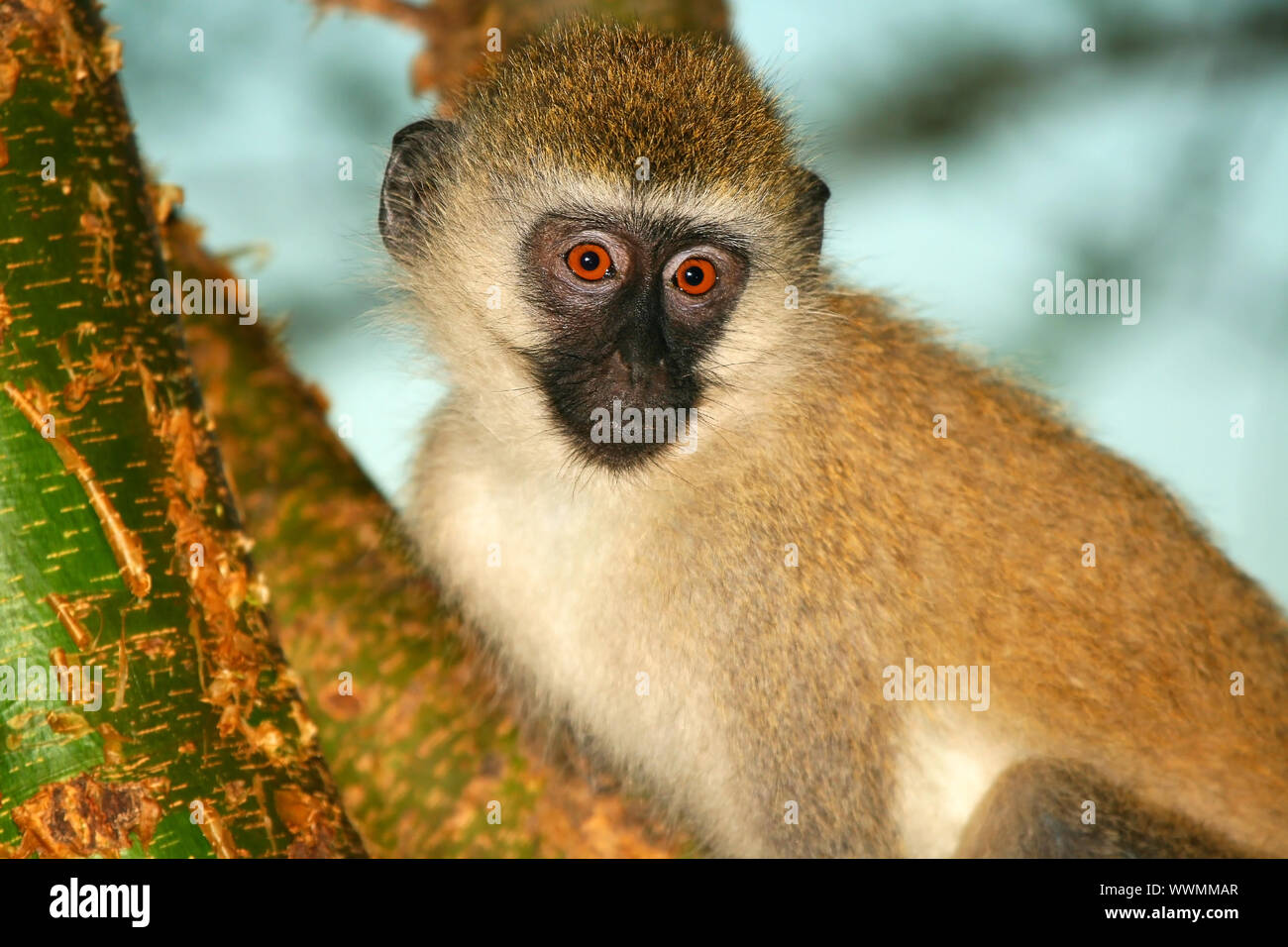 Porträt des Affen in freier Wildbahn. Afrika. Kenia. Masai Mara Stockfoto