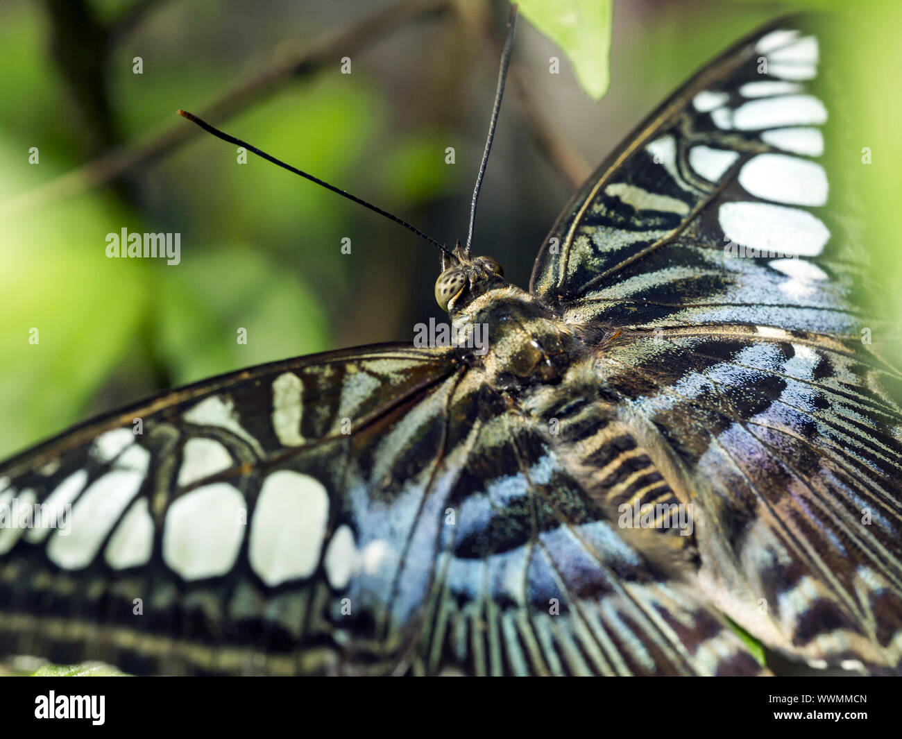 Blauer Segler (Parthenos sylvia Lilacinus) Stockfoto