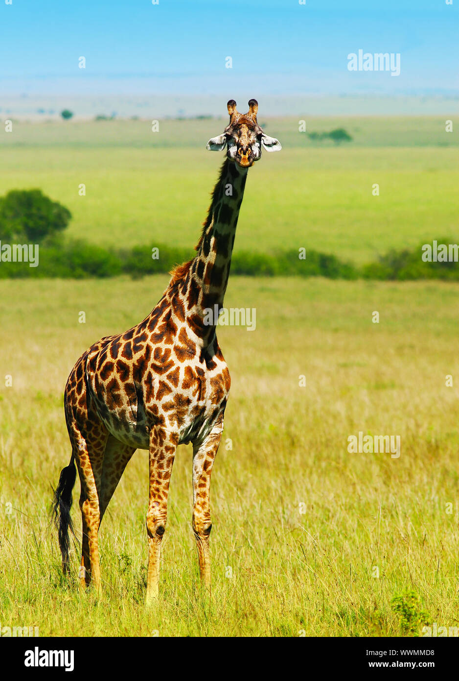 Große wilde afrikanische Giraffe Stockfoto