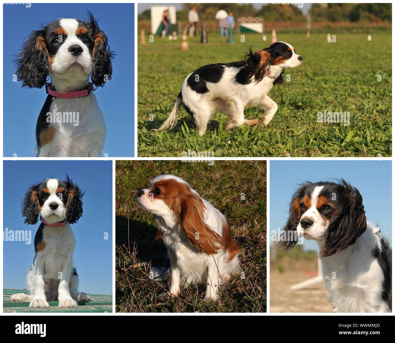 zusammengesetztes Bild von reinrassige Cavalier king Charles Stockfoto