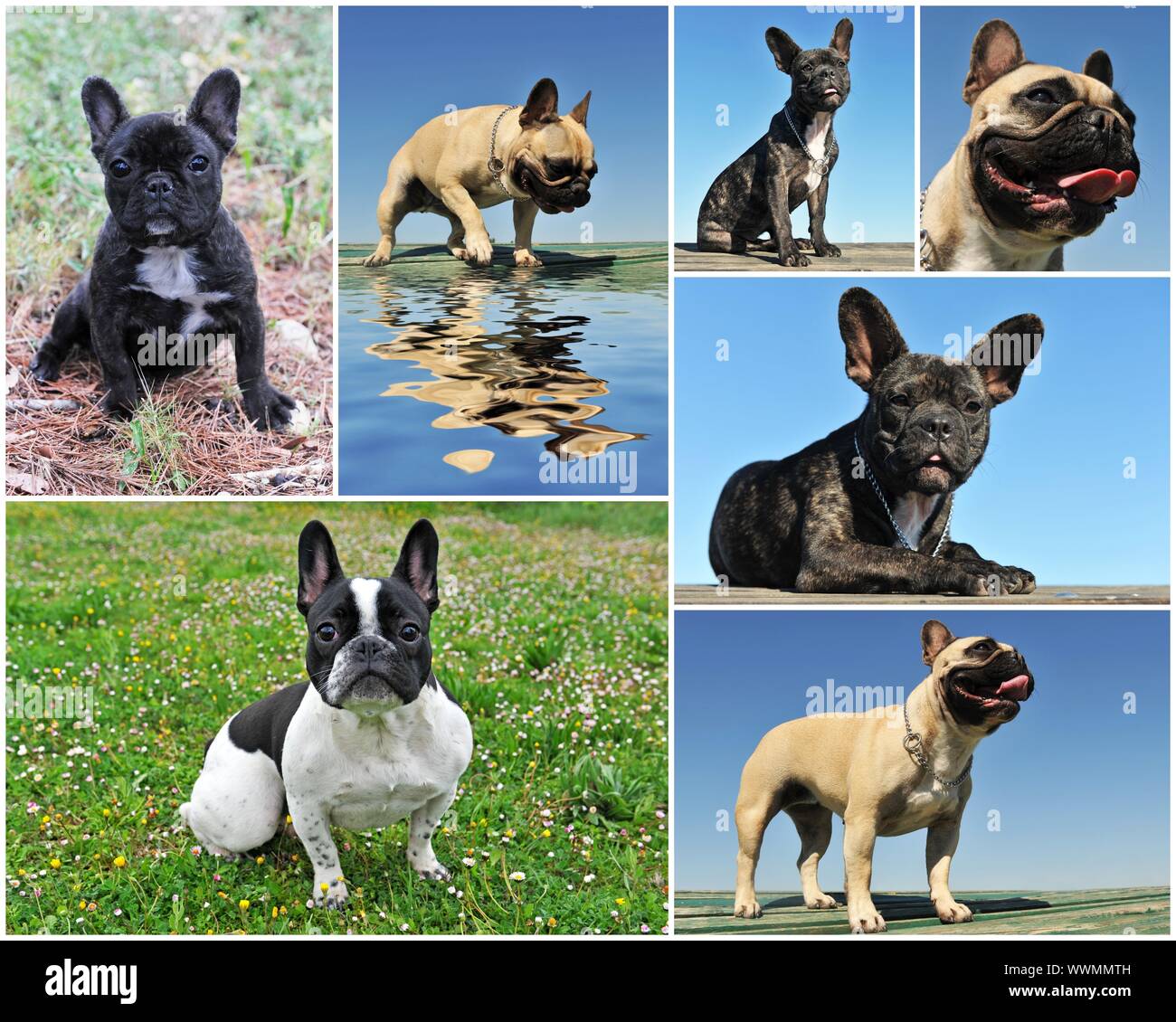 Zusammengesetztes Bild mit reinrassigen Französische Bulldogge in der Natur Stockfoto