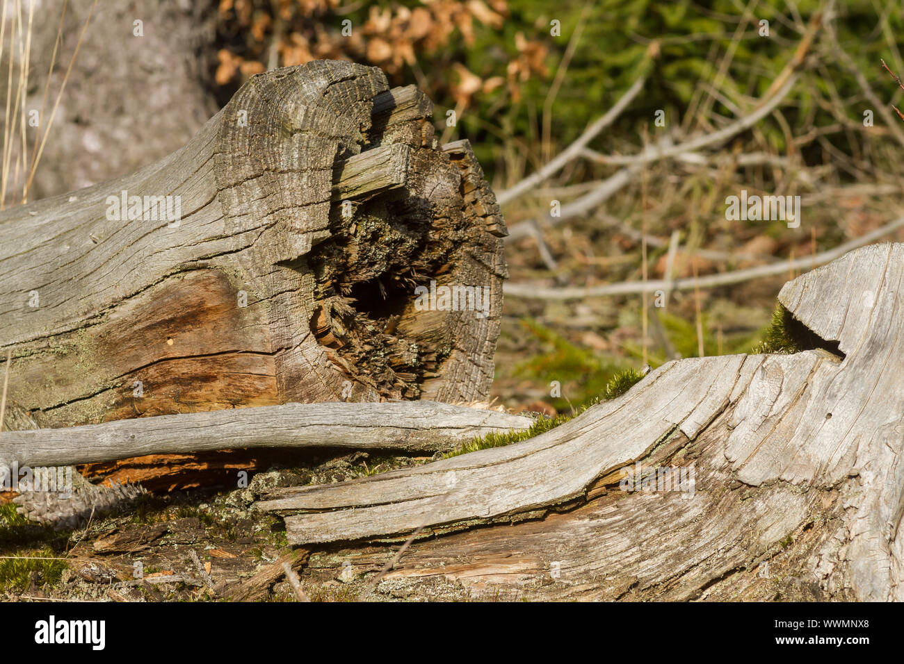 Waldsterben Stockfoto
