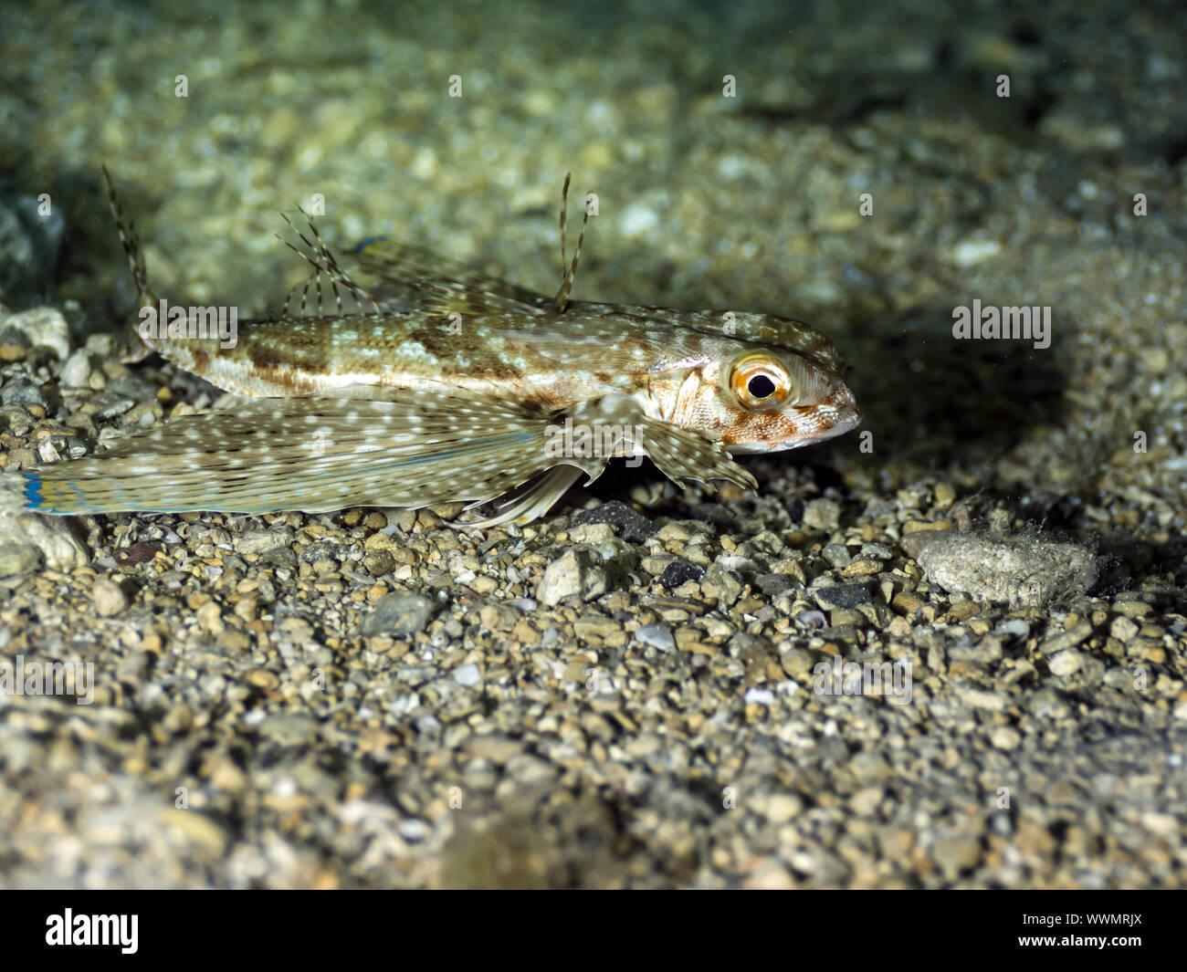 fliegen gurnard Stockfoto