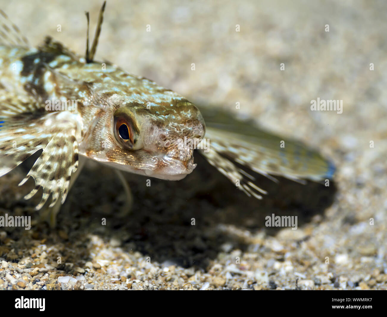 fliegen gurnard Stockfoto