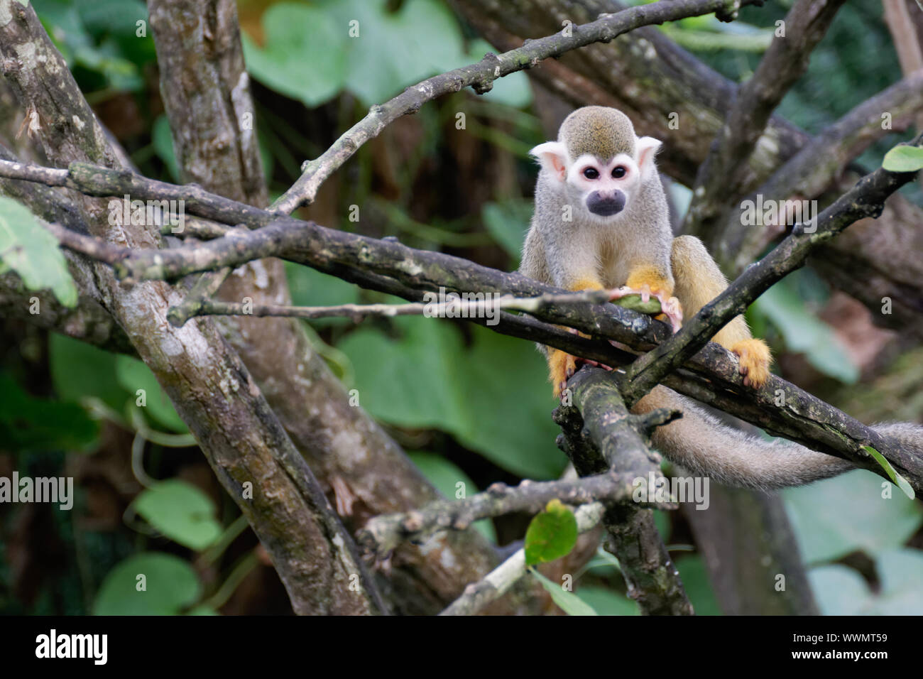 Saimiri sciureus Totoenkopfäffchen, Stockfoto