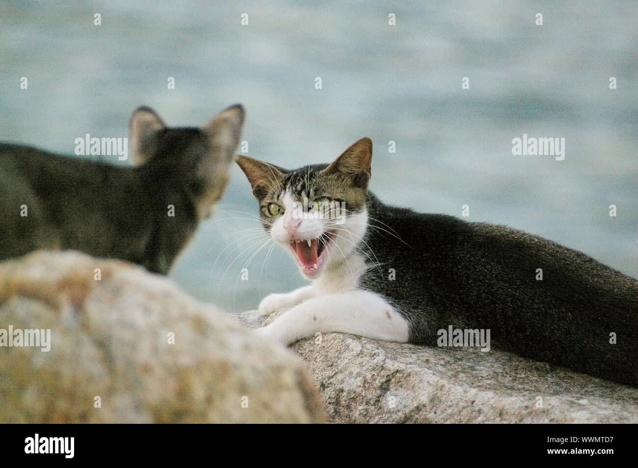 Eine böse Katze Stockfoto