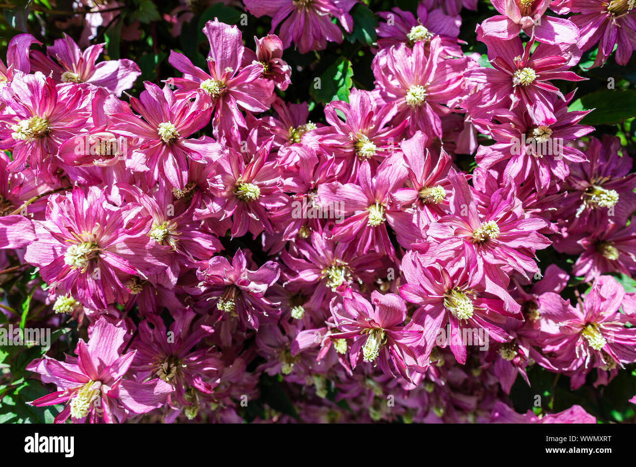 Clematis montana 'Broughton Star', ein Doppelzimmer, ein rosa blühenden Klettern dekorative Gartenpflanze. Stockfoto