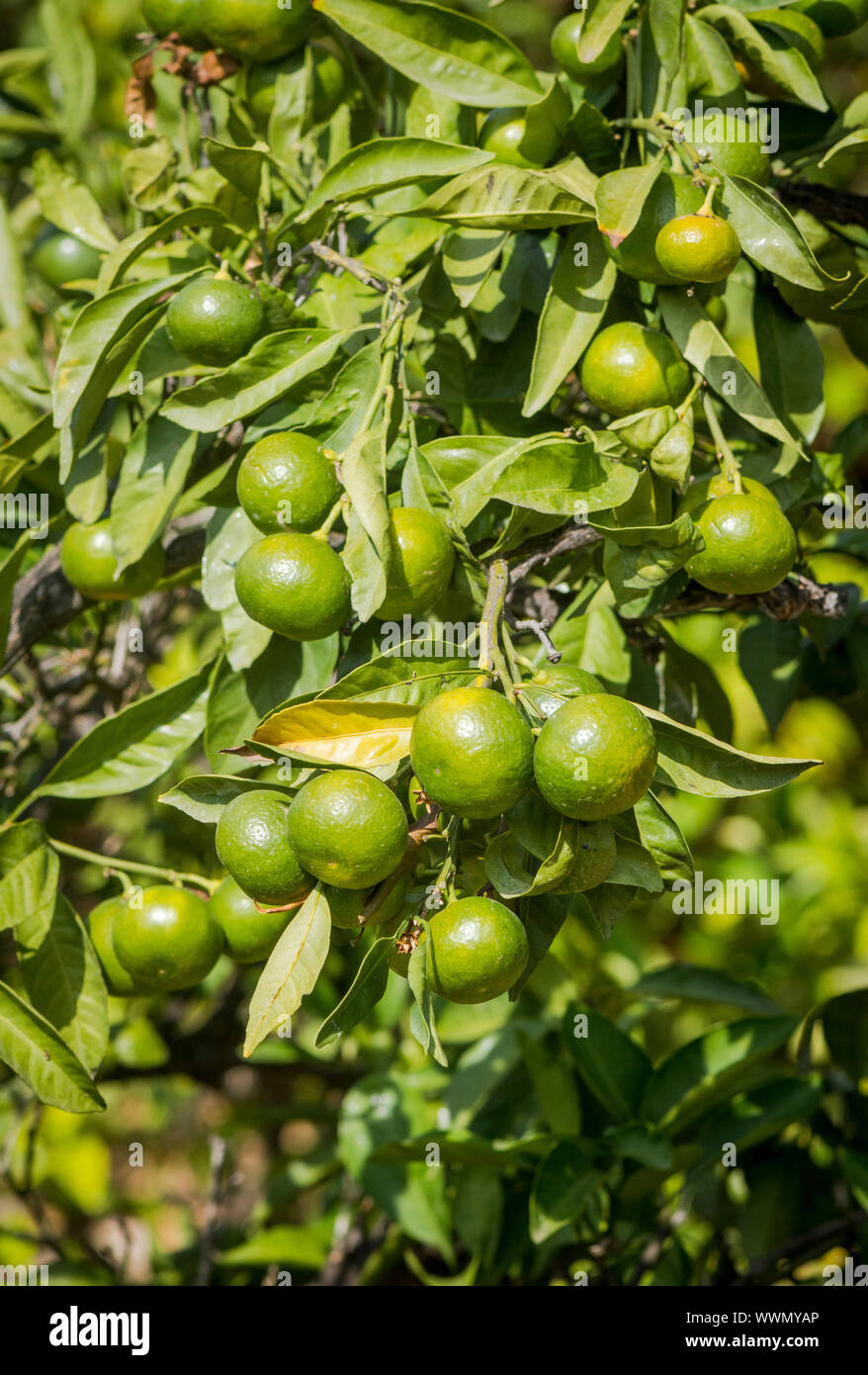 Unreife Mandarinen, Clementinen auf Baum, Spanien hängen. Stockfoto