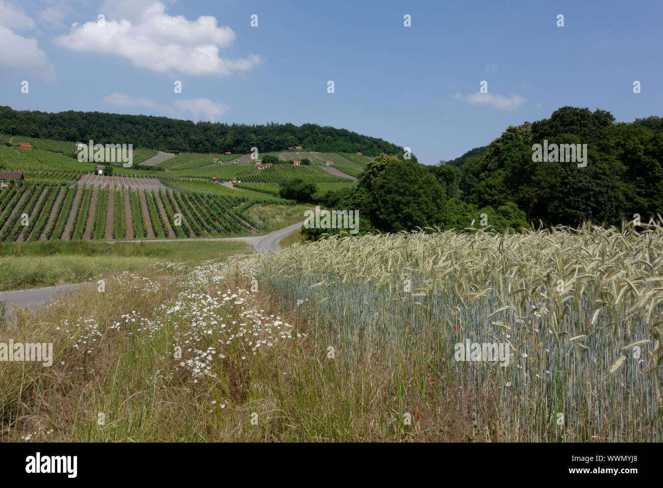 Weinbau in der Nähe von Falkenstein, Landkreis Schweinfurt Stockfoto