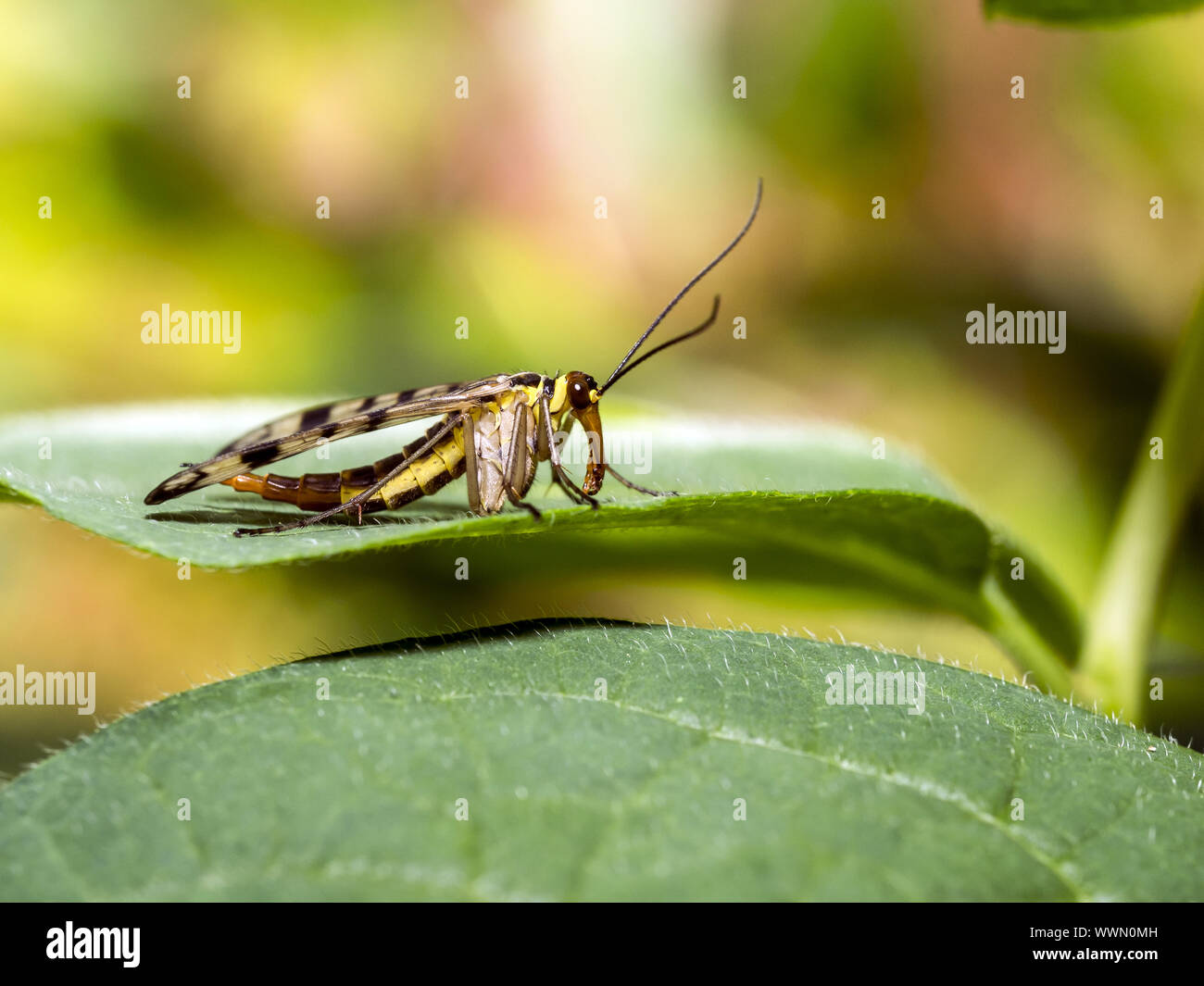 Gemeinsame scorpionfly Stockfoto