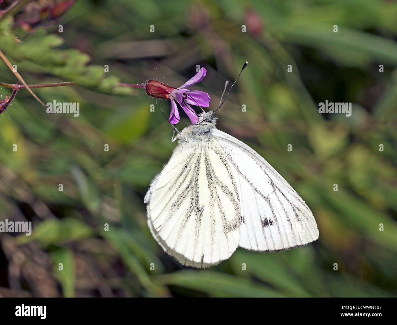 Großer Kohlweißling (Pieris Brassicae) Stockfoto