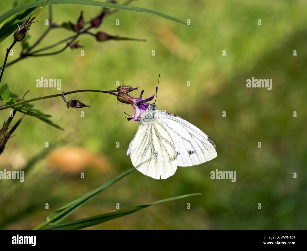Großer Kohlweißling (Pieris Brassicae) Stockfoto