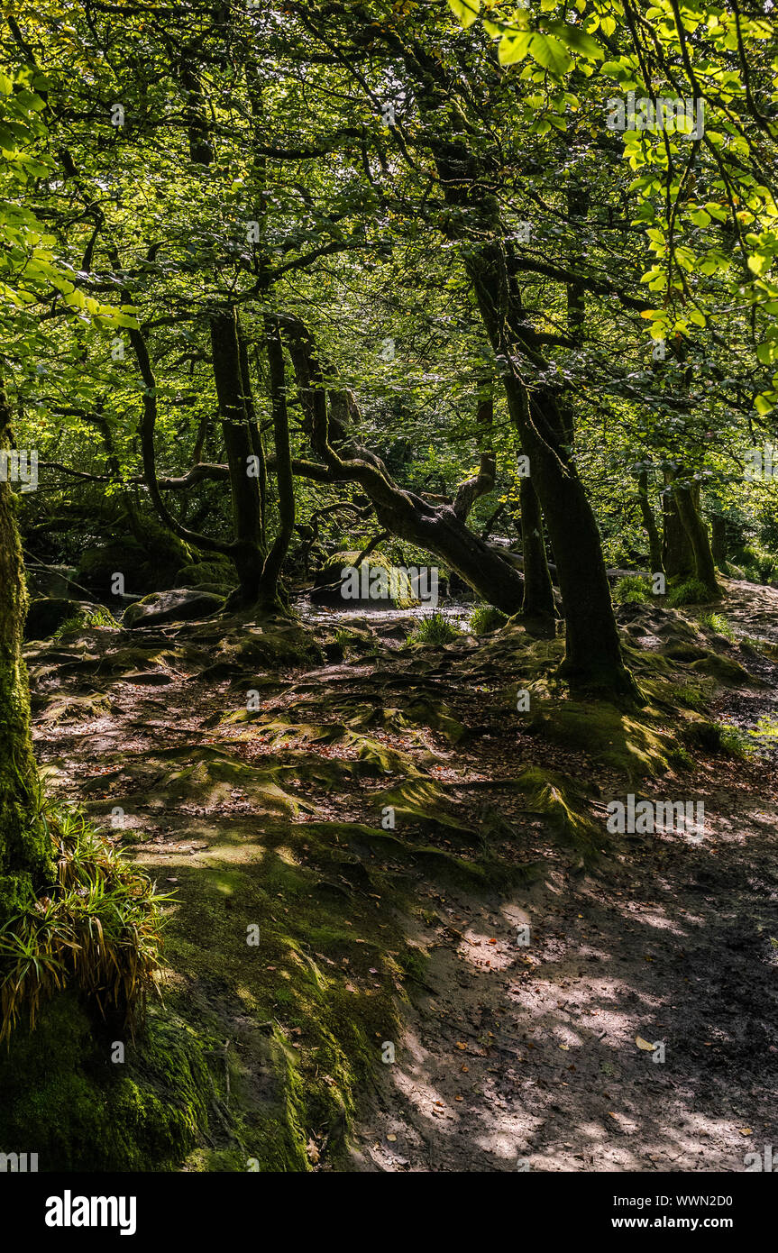 Draynes Holz, einer alten Eiche Wald auf Bodmin Moor in Cornwall. Stockfoto