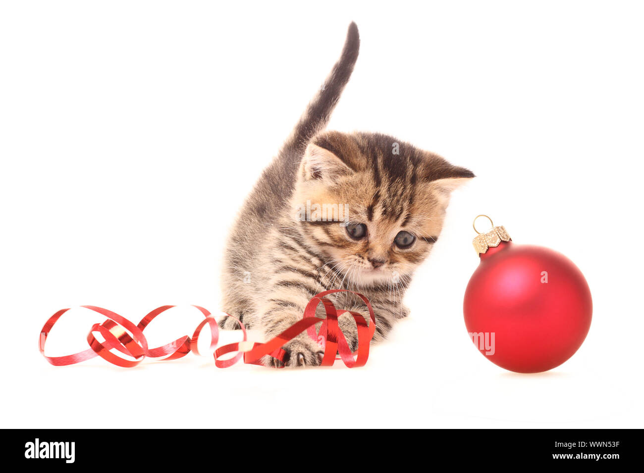 Kätzchen spielen mit Weihnachtsschmuck Stockfoto