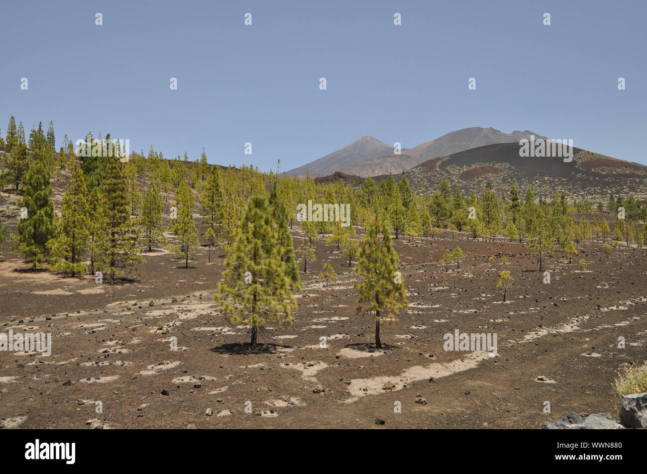 Pico del Teide und Pico Viejo, Teneriffa Stockfoto