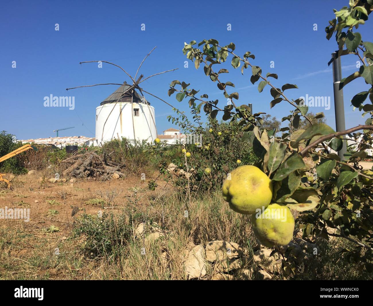 Windmühle von Vejer de la Frontera, in Cádiz Stockfoto