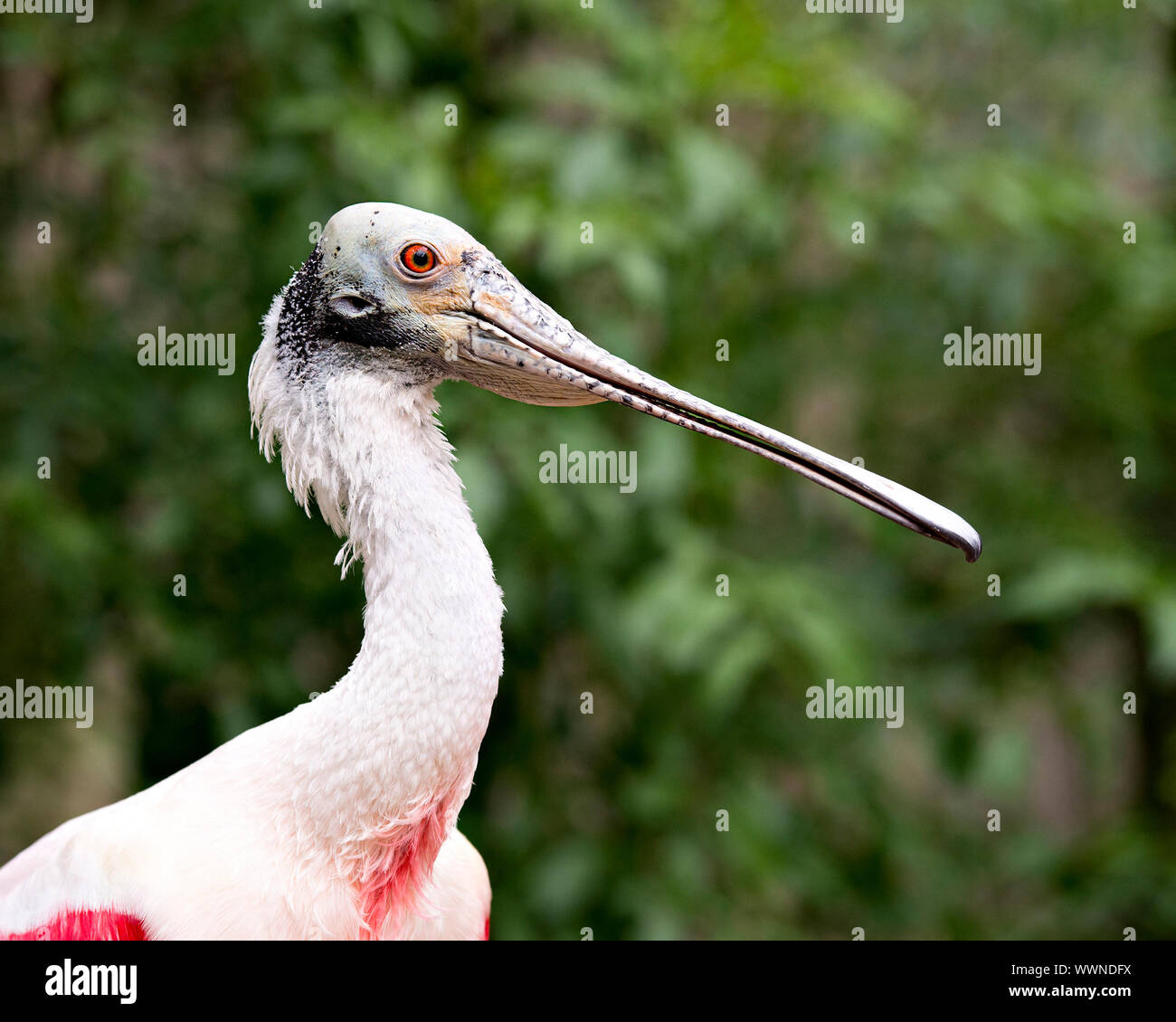 Rosalöffler Vogel hautnah genießen ihre Umgebung und Umwelt. Stockfoto