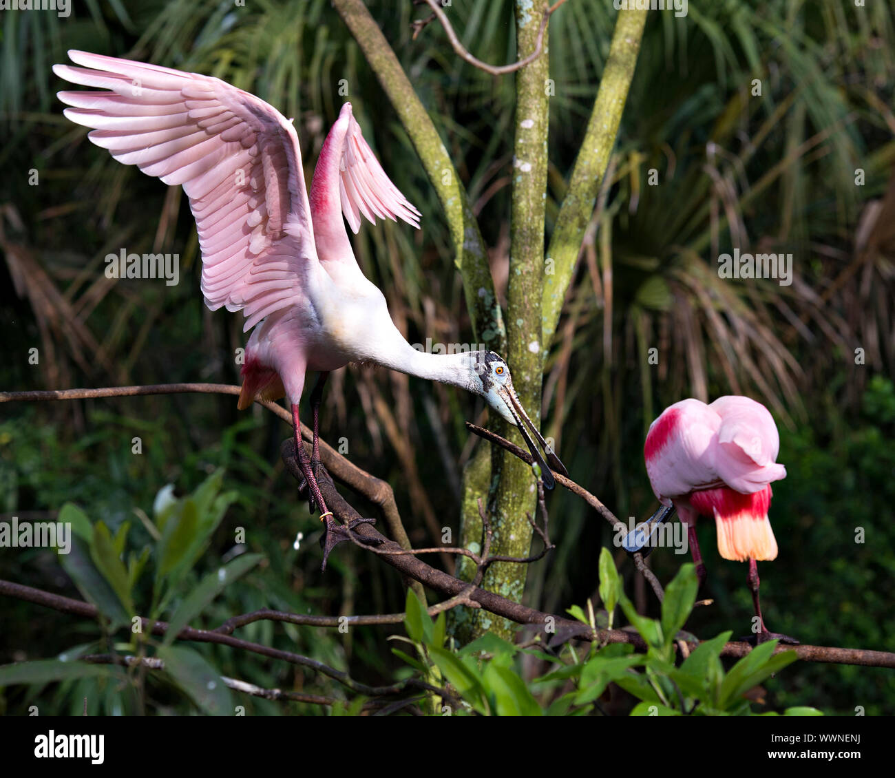 Rosalöffler vogel Paar in der umwerbung Barsch auf Ästen genießen ihre Umgebung und Umwelt. Stockfoto