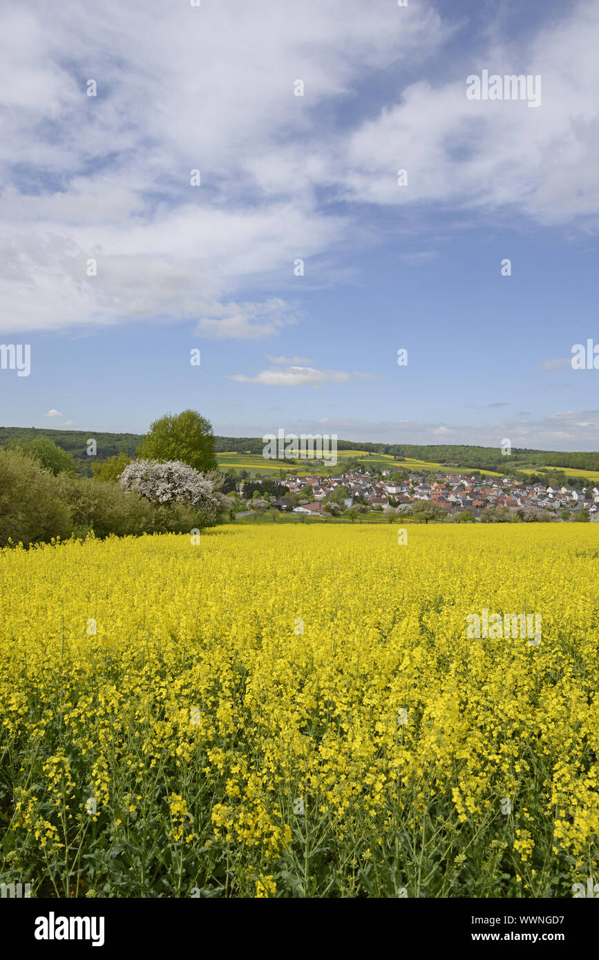 Raps Feld im Taunus Stockfoto