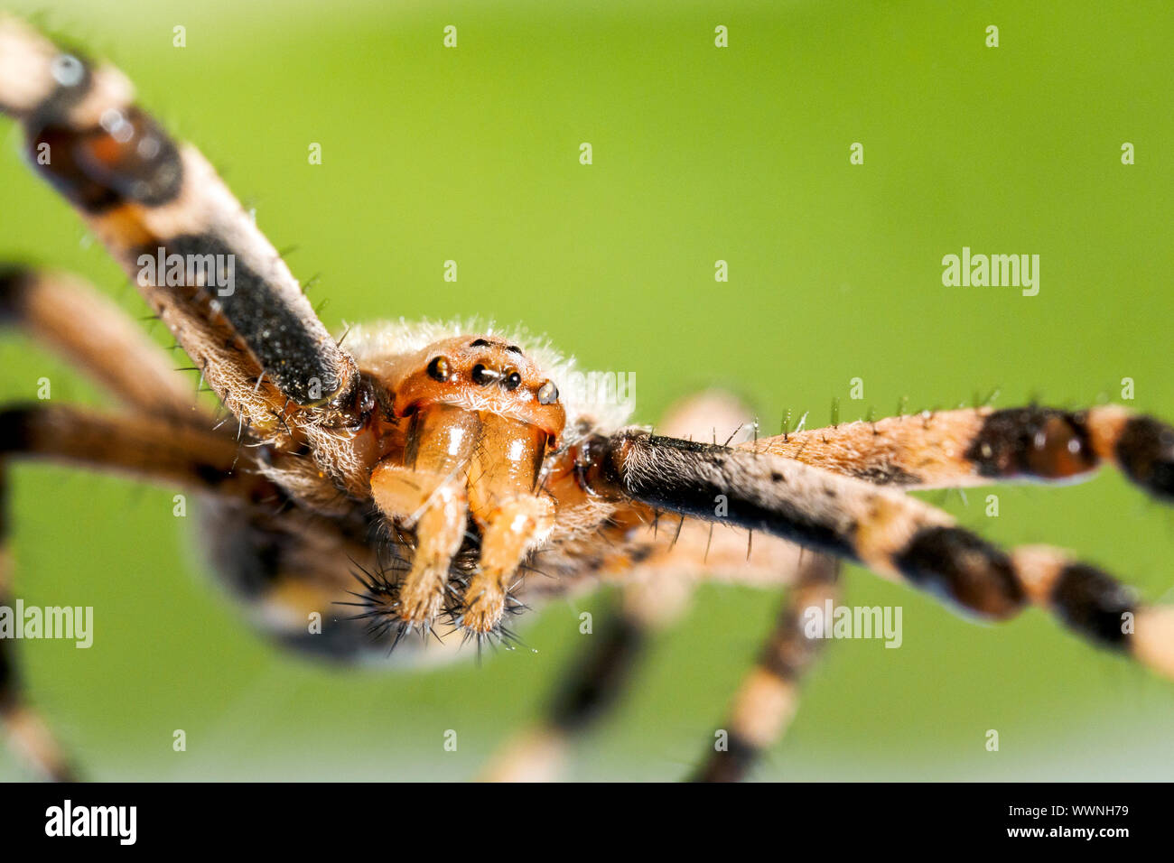 Wasp Spider (Argiope Bruennichi) Stockfoto