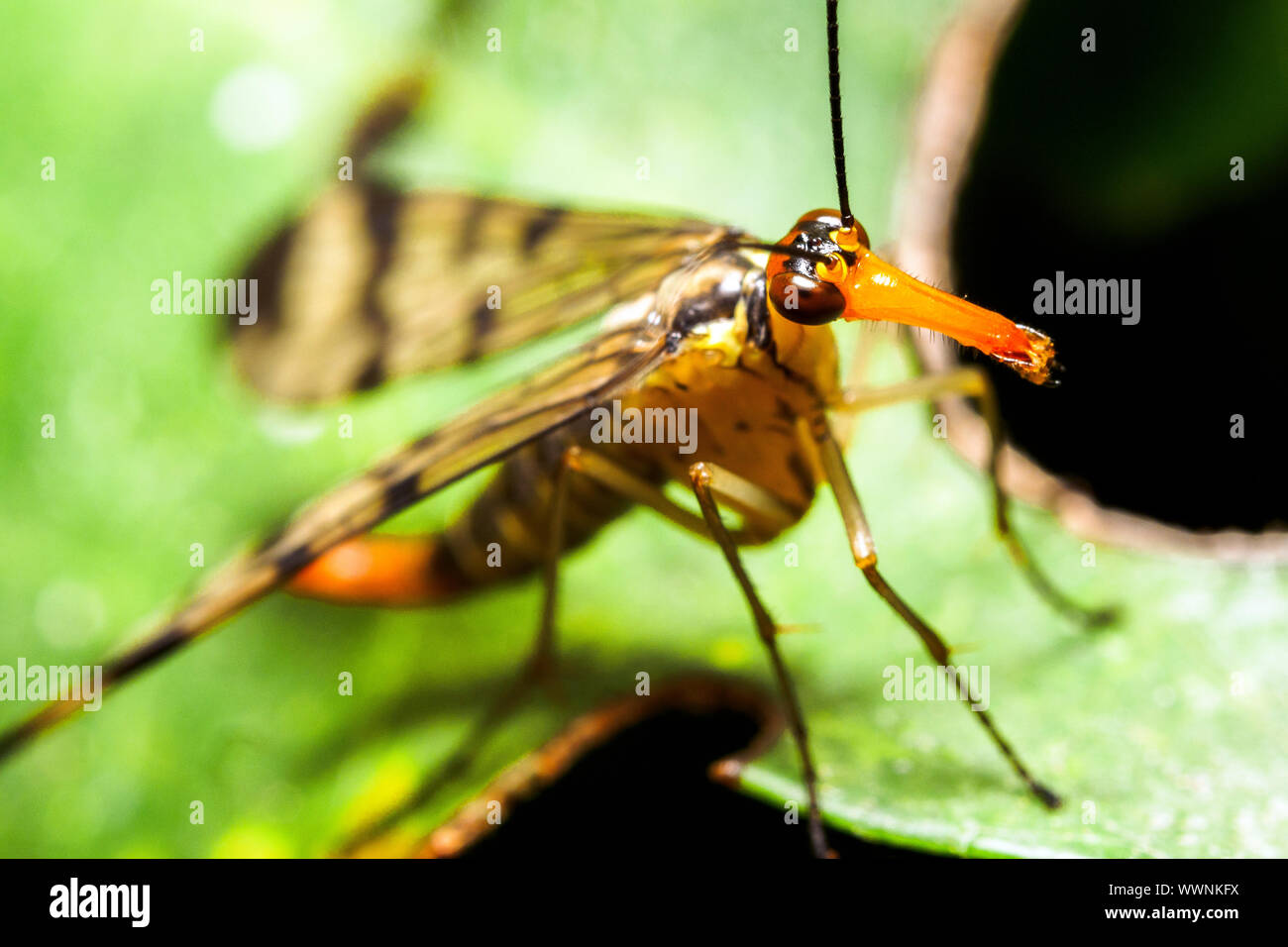 Gemeinsame scorpionfly (Panorpa communis) Stockfoto