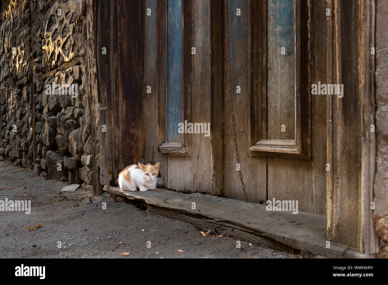 Streunende Katze auf der Straße vor der alten, verlassenen Haus Tür Stockfoto