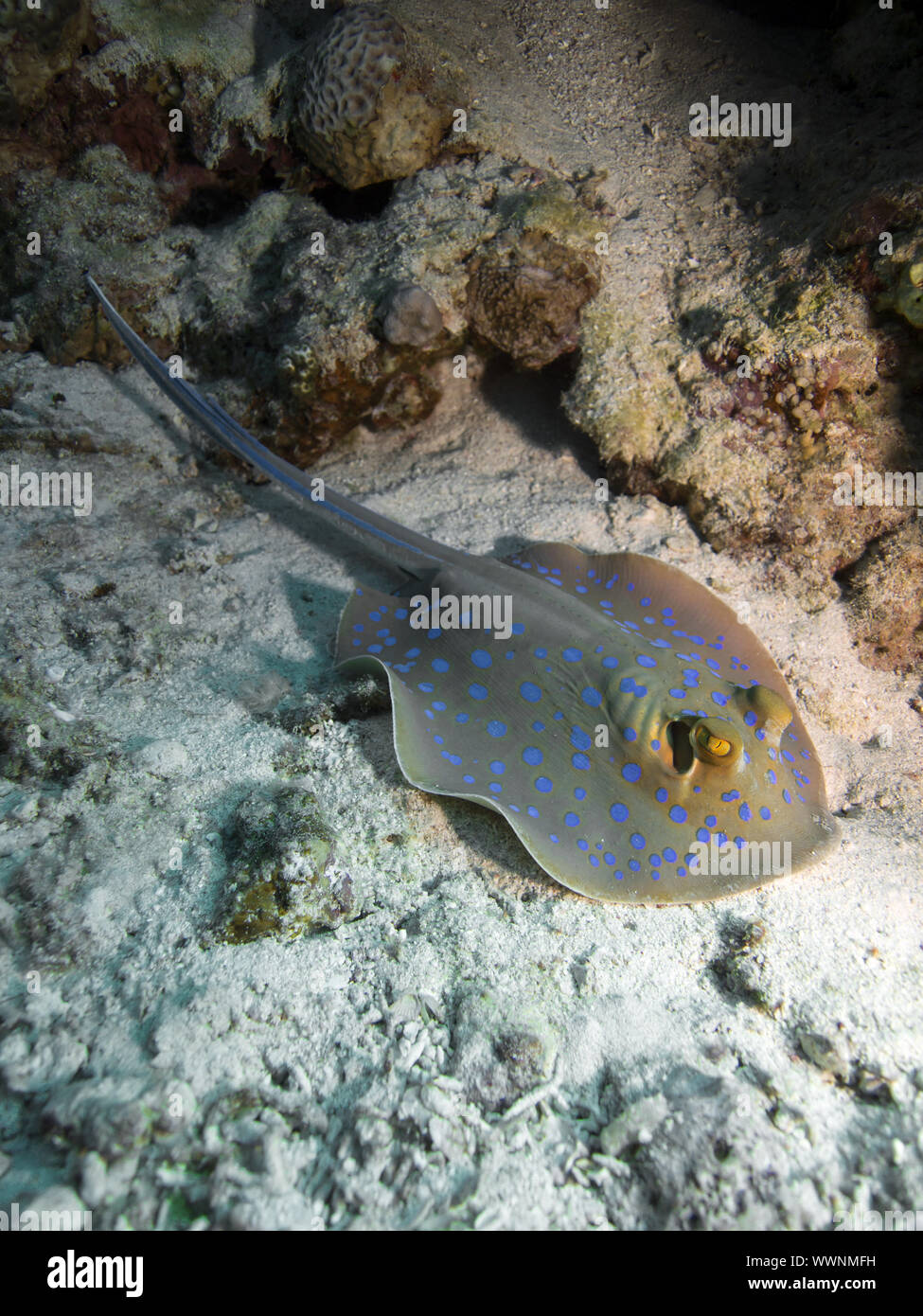 Blaupunktrochen - Stingray Stockfoto