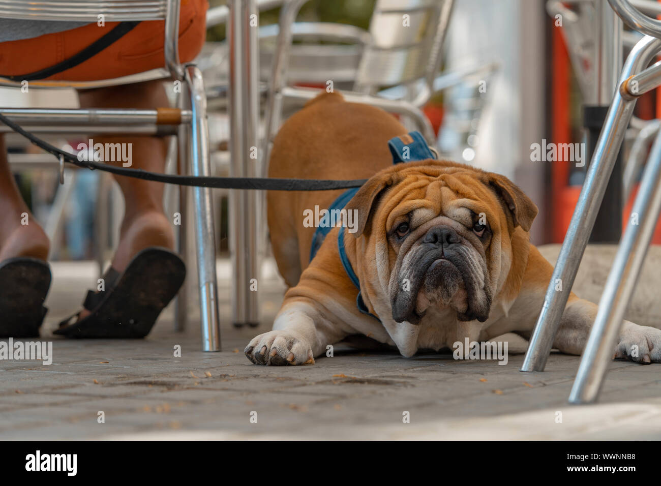 Englische Bulldogge am spanischen Altstadt direkt an der Kamera und Viewer. Reisen mit Hund Stockfoto