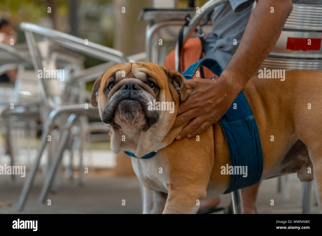 Englische Bulldogge am spanischen Altstadt direkt an der Kamera und Viewer. Reisen mit Hund Stockfoto