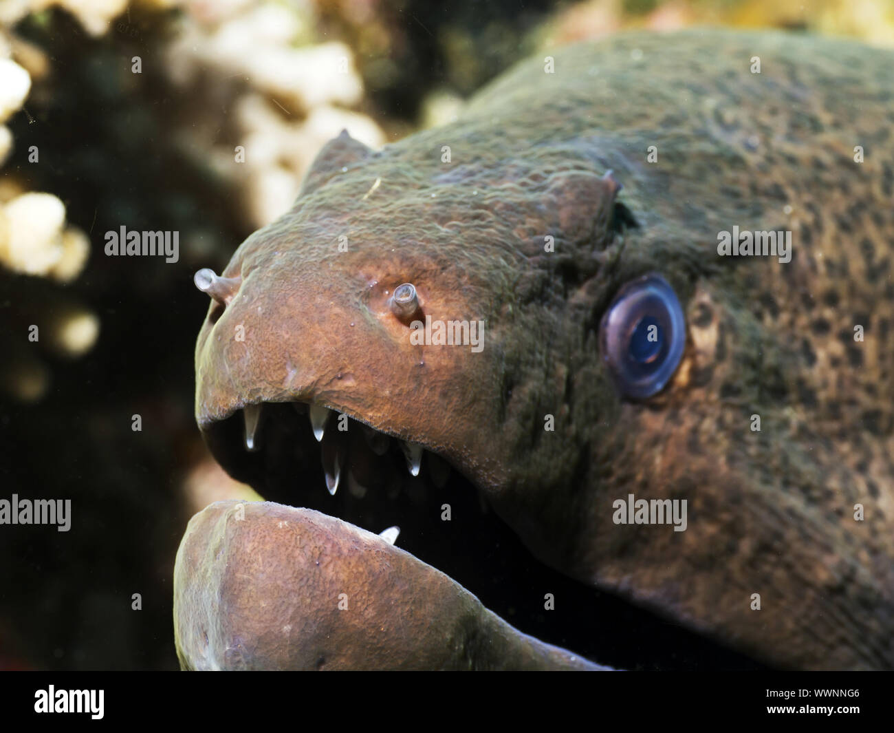 Giant moray Stockfoto