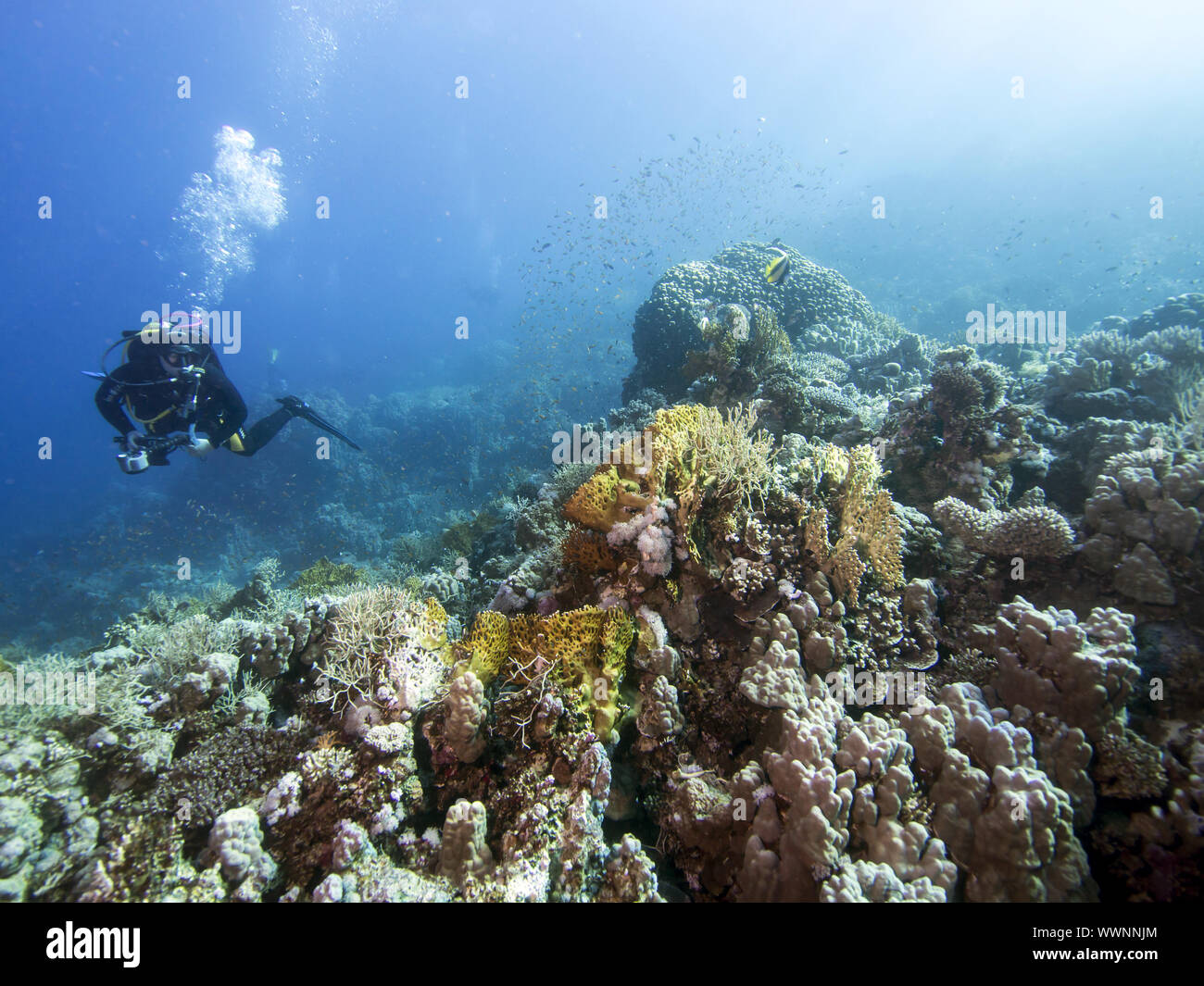 Taucher mit Korallen Stockfoto