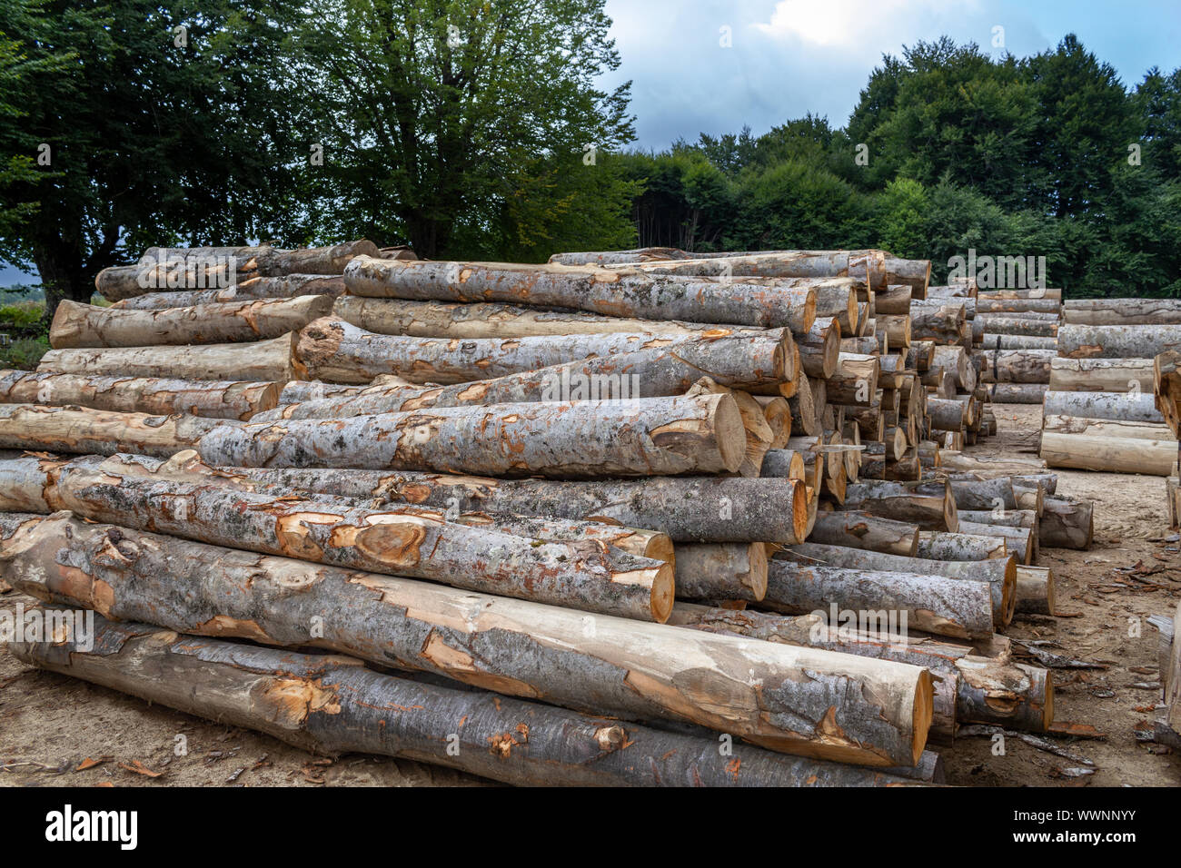 Bäume im Wald. Baumstümpfen gestapelt. Zerstörung der Wälder Stockfoto