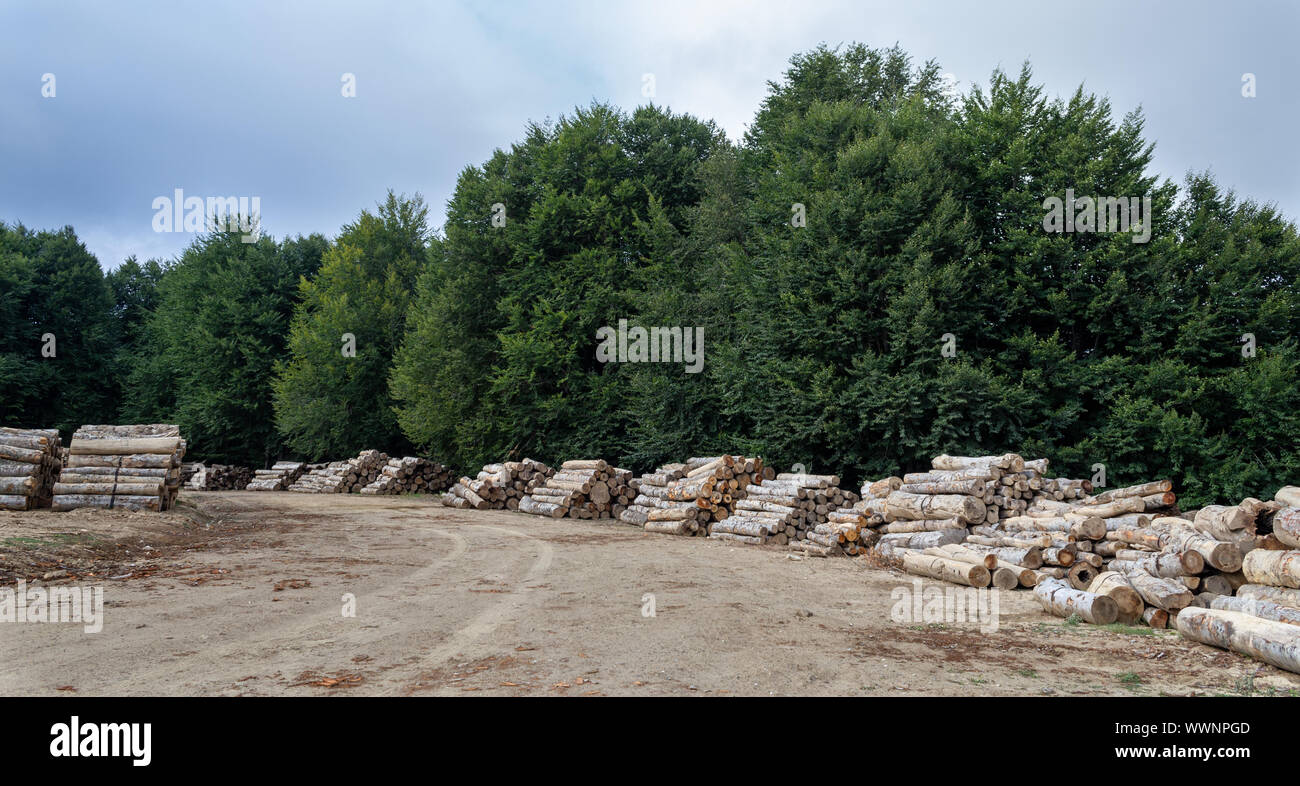 Bäume im Wald. Baumstümpfen gestapelt. Zerstörung der Wälder Stockfoto