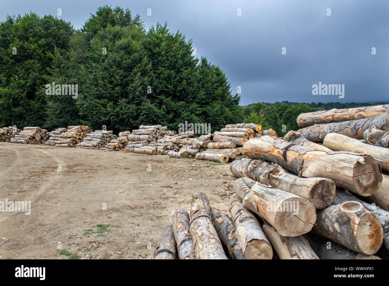 Bäume im Wald. Baumstümpfen gestapelt. Zerstörung der Wälder Stockfoto
