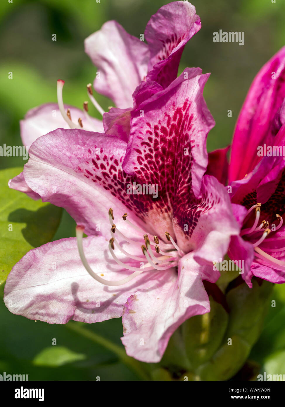 Rhododendron Stockfoto