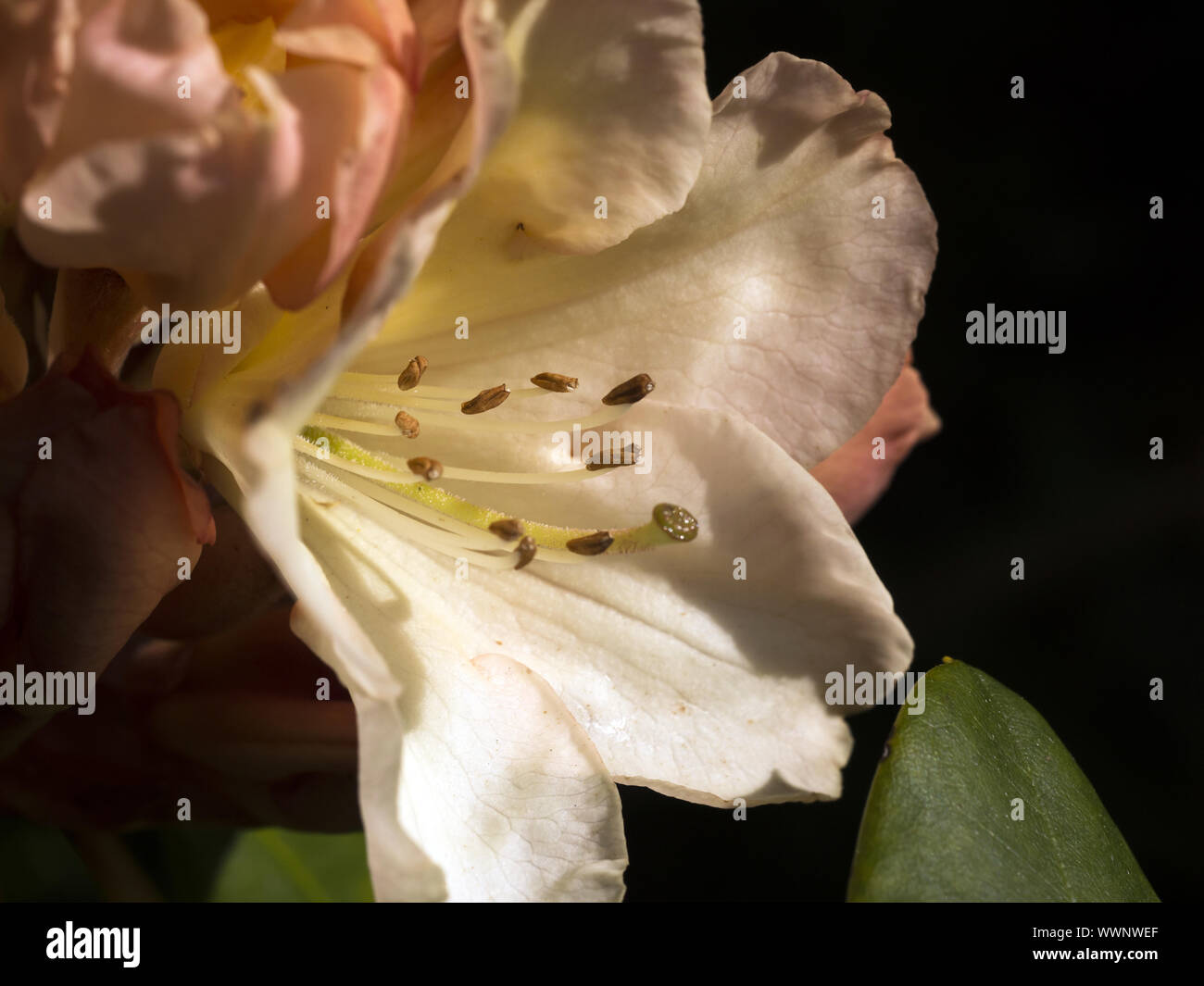 Rhododendron Stockfoto