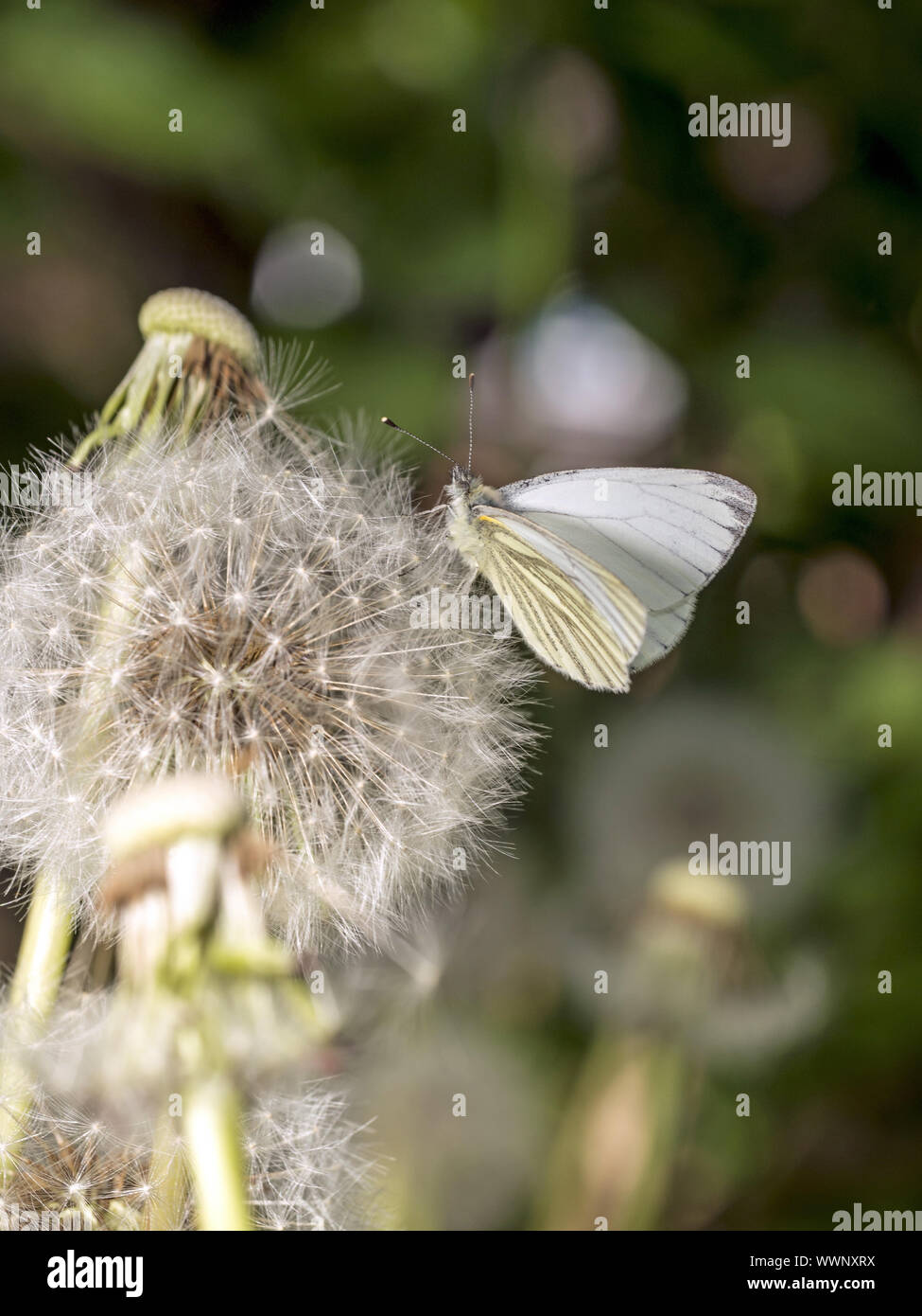 Grün-veined weiß Stockfoto