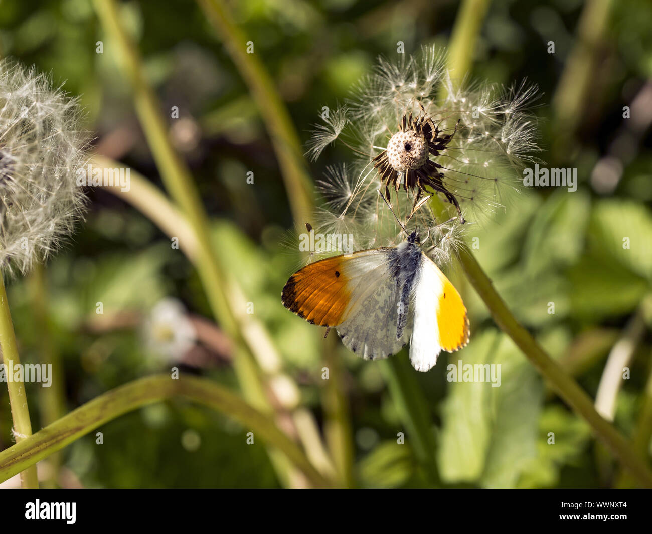 Orange-Tip Stockfoto