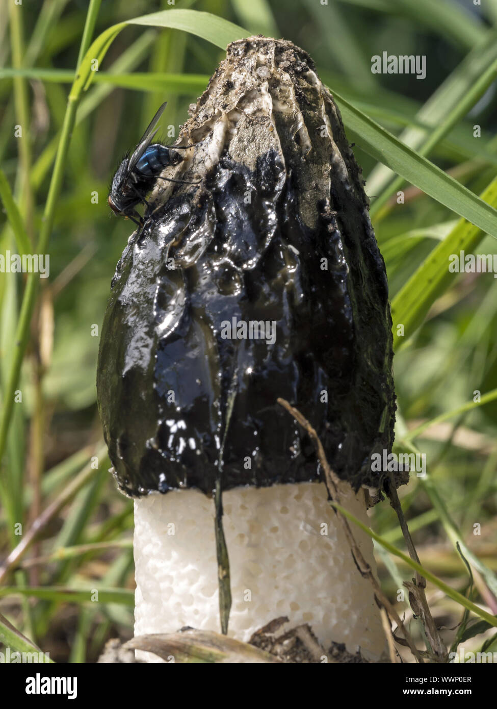 gemeinsame Stinkmorchel Stockfoto