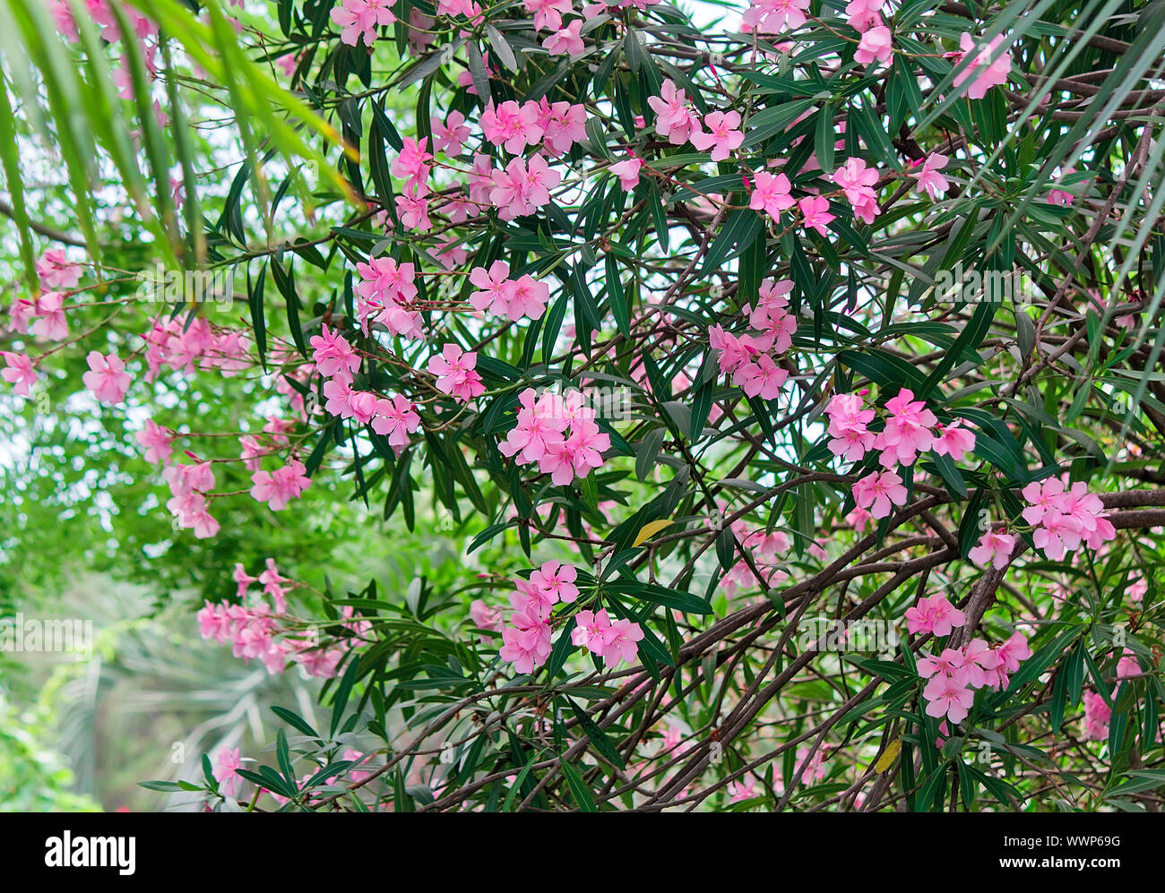 Schöne Blüte Bush rosa Oleander, von der Sonne beschienen. Stockfoto