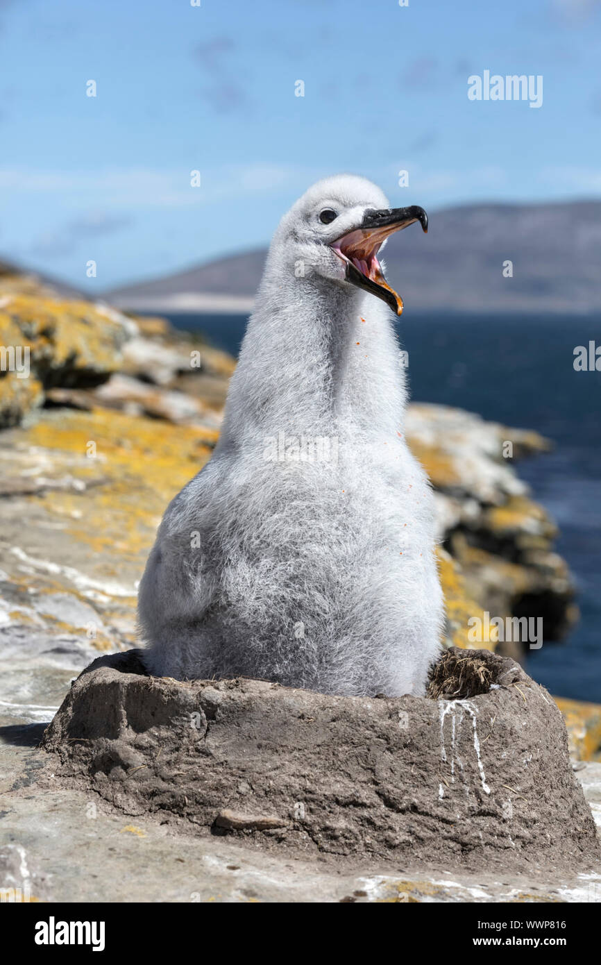 Schwarz tiefsten Albatross, Thalassarche melanophris, drei Wochen alten Küken anzeigen, Saunders Island, Falkland Inseln, Januar Stockfoto