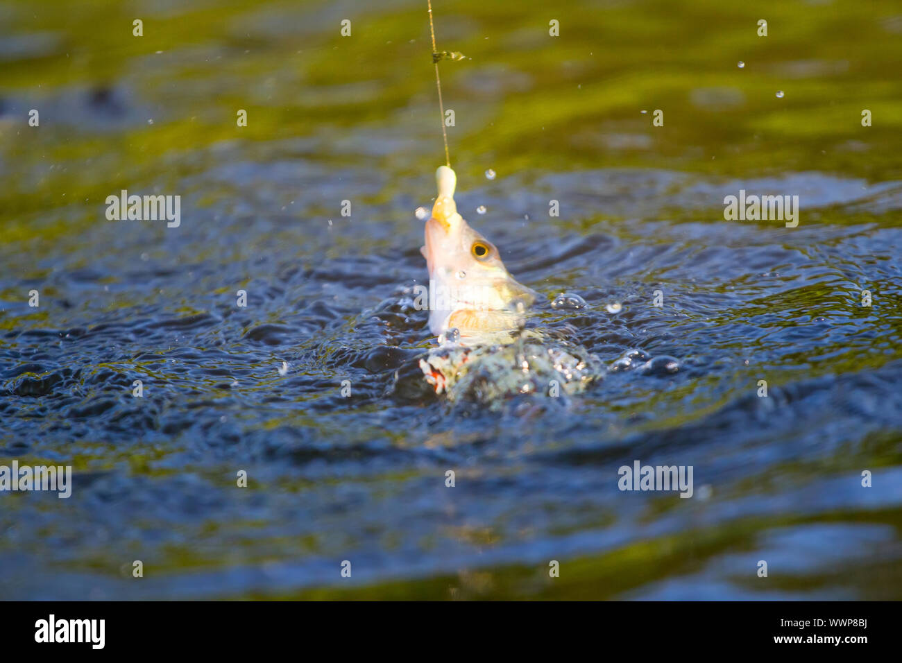Aktion für barsch Angeln auf Aufsatz Stockfoto