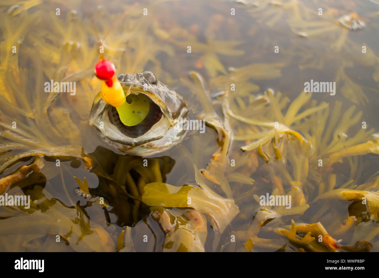 Angeln im Meer des Polarkreises Stockfoto